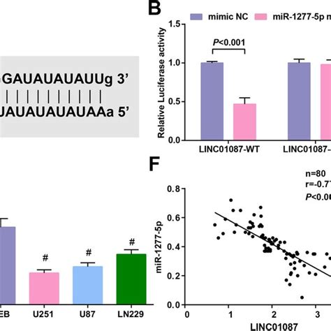 Linc Could Directly Bind To Mir P A Binding Sites Between