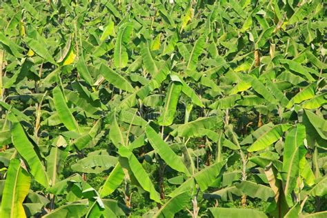 Banana Plantation In India Stock Image Image Of Leaves 86309973