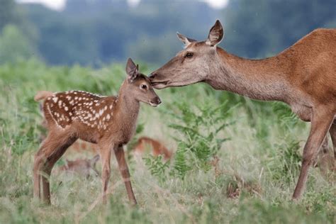 13,119 Baby Red Deer Royalty-Free Images, Stock Photos & Pictures | Shutterstock