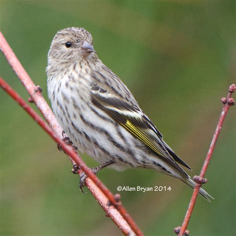 Pine Siskin | VisitingNature