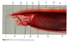 Lancelet Anatomy Anatomical Charts Posters