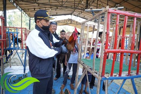 Mengenal Ayam Pelung Ayam Jago Berkokok Panjang Mengalun Media Hobi