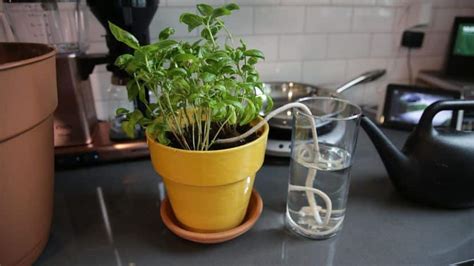 How To Water Plants During The Vacations Grandma S Tricks