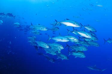 Schwarm Tropischer Fische Schwimmt Unter Wasser Im Blauen Ozean Vava U