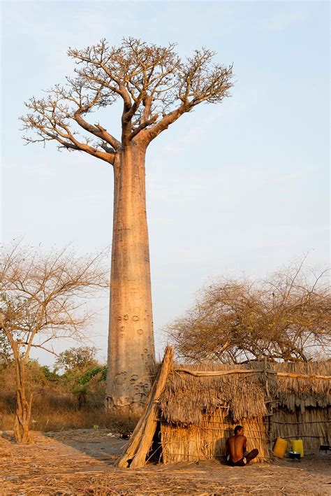 All E Des Baobabs Madagascar Norbert Leroy Flickr