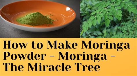 How To Make Moringa Powder Moringa The Miracle Tree Youtube