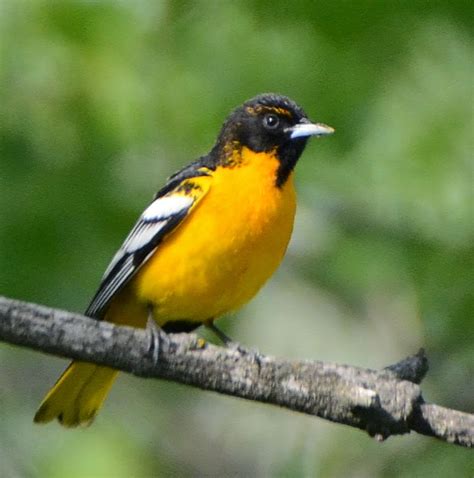 Bird Hybrids Bullock S Oriole X Baltimore Oriole