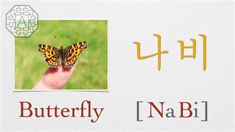 Korean Vocab 101 How to pronounce Butterfly 나비 in Korean