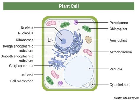 What Is A Labelled Diagram