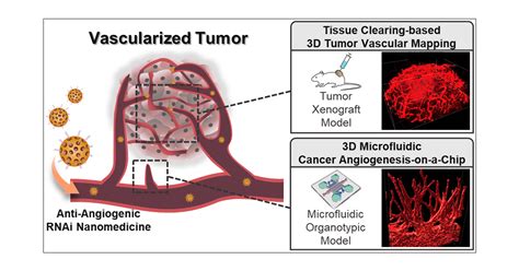 D Microfluidic Platform And Tumor Vascular Mapping For Evaluating Anti