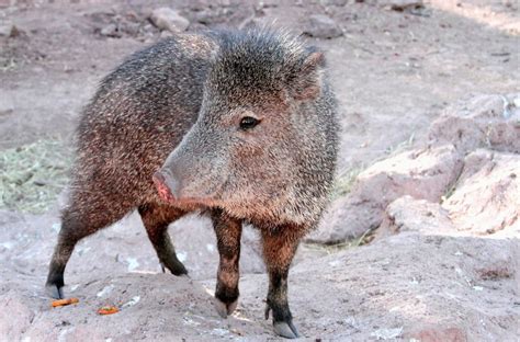 42 Interesting Facts About Javelina Worlds Facts