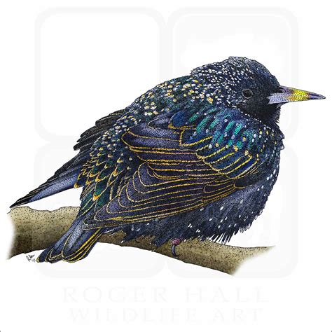 European Starling - Signed Fine Art Print - inkart