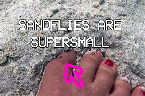 How long do sand fly bites last? Typical stages of sandfly bites! - Sandflybites