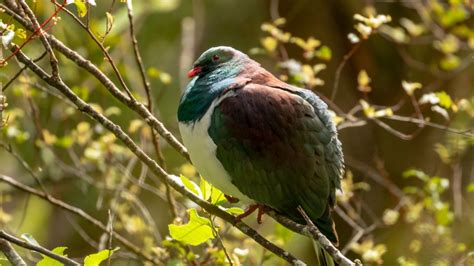 New Zealand's Bird Of The Year Award Goes To The Country's Drunkest ...