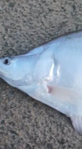 ikan keke mak elo ilo youtube