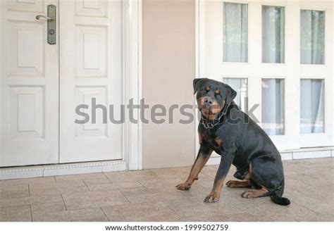 12131 Dog Guard House Images Stock Photos And Vectors Shutterstock