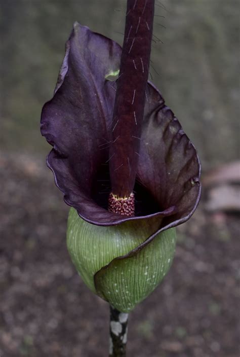 Amorphorphallus Laoticus Flecker Botanic Garden Cairns Flickr