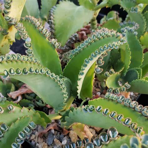 Mother of Thousands Plant 'Kalanchoe laetivirens' | Shop Now – Planet