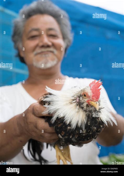 Iha San With His Chan Chickens チャーン That Are Native To Okinawa Uruma