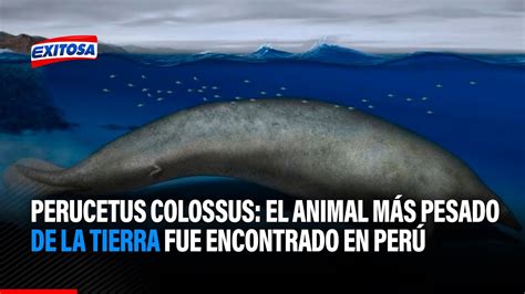 Perucetus Colossus El animal más pesado de la historia de la Tierra