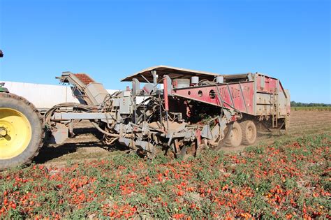 Hc Tomato Harvester Pik Rite