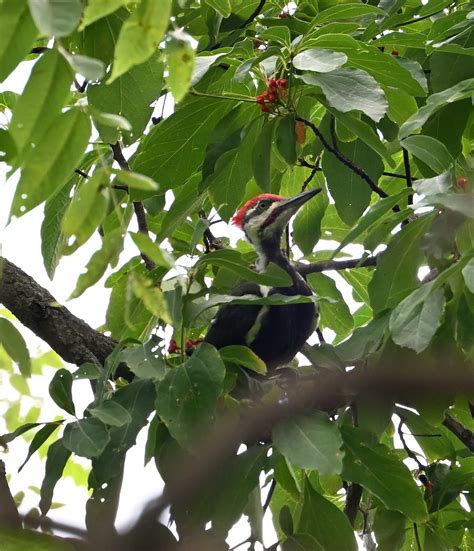 Ebird Checklist Aug Shenandoah Np Dickey Ridge Visitor