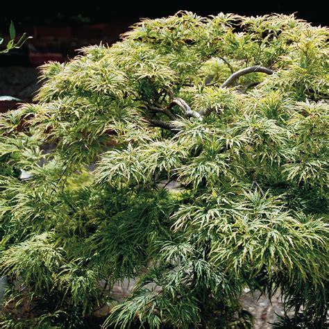 Acer Palmatum Dissectum Rable Du Japon Au Feuillage Vert Tr S D Coup