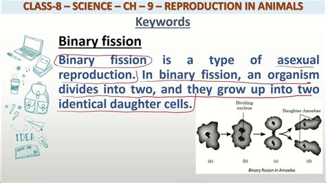 Definition Of Binary Fission For Class 8 Science Youtube