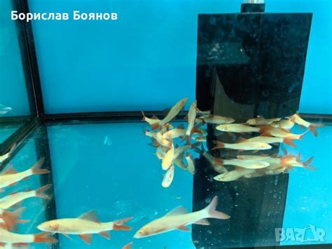 Лабео албино в Рибки в гр. София - ID46239380 — Bazar.bg