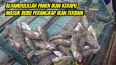 Bubu Ikan Kerapu Terbaik Perangkap Ikan Laut Youtube