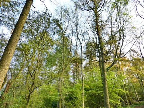 Woodland For Sale Bullhead Wood A Secluded Larch And Mixed Species