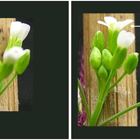 Arabidopsis flower development. Stage A are flowers with closed buds;... | Download Scientific ...