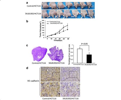 Sklb1002 Inhibited In Vivo Tumor Growth In Hct116 Xenograft Mouse Model