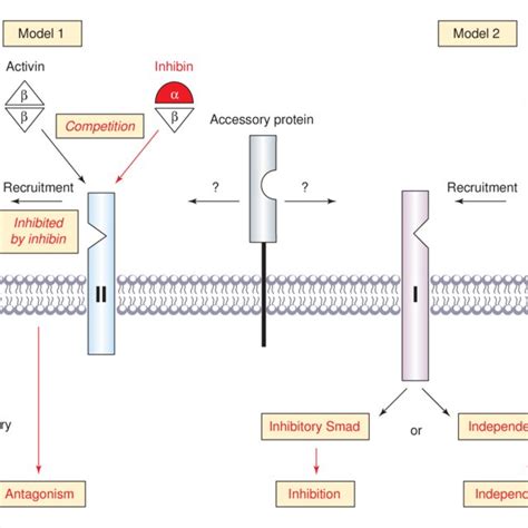 (PDF) Is the action of inhibin mediated via a unique receptor?