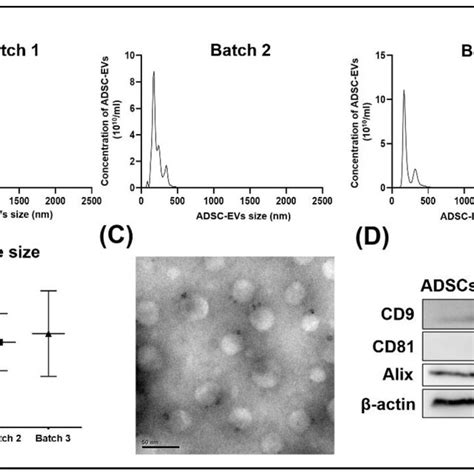 Characterization Of Adsc Evs Adsc Evs Were Isolated From Three