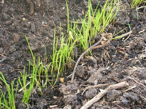 Wesco Grass Seed And Dynastrike Treatment Results News Wesco Seeds