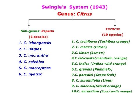 citrus classification