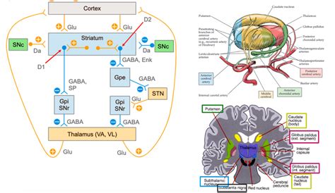 Cerebellum And Basal Ganglia Diagram Quizlet