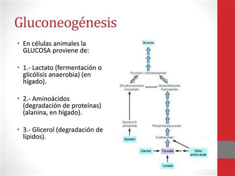 Curso Bioquímica 17 Gluconeogénesis y Via de las Pentosas PPT