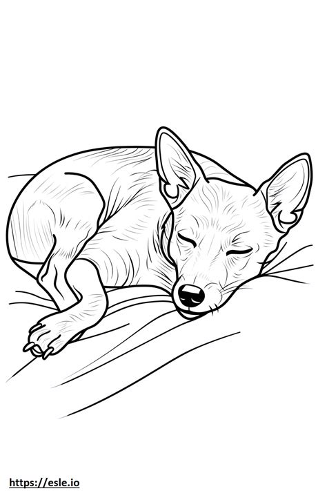 American Foxhound Sleeping Coloring Page