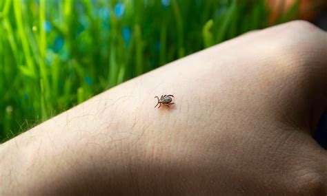 3 Conseils Pour éviter Une Piqûre De Tique Et Que Faire En Cas De Piqûre