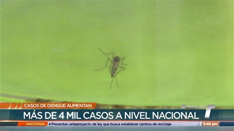 Aumentan los casos de dengue en Panamá cifras preocupan al Minsa