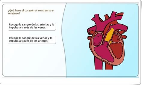 Funcionamiento Del Coraz N Juego De Ciencias Naturales De Primaria