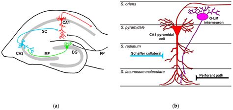 Pyramidal Neurons Hippocampus