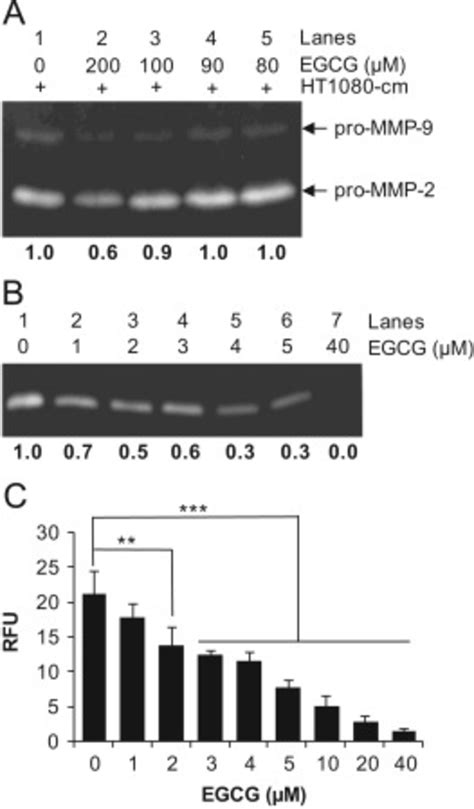 Inhibition Of Mmp Activity By Egcg A Aliquots Of Ht Cm Were