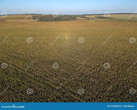 Aerial View Of Mature Sorghum Field Stock Photo Image Of Feed
