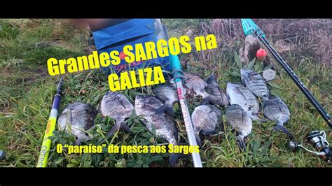 Pesca Aos Grandes Sargos Na Galiza YouTube