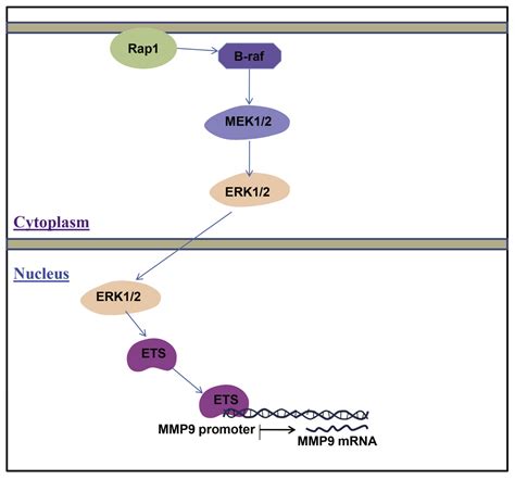 High Expression Level Of MMP9 Is Associated With Poor Prognosis In