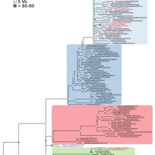 Phylogenetic Analysis Of Highly Pathogenic Avian Influenza A H5N1