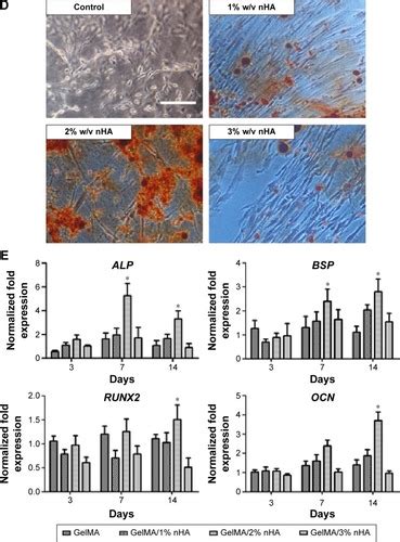 Full Article Fabrication Of Gelatin Methacrylate Nanohydroxyapatite